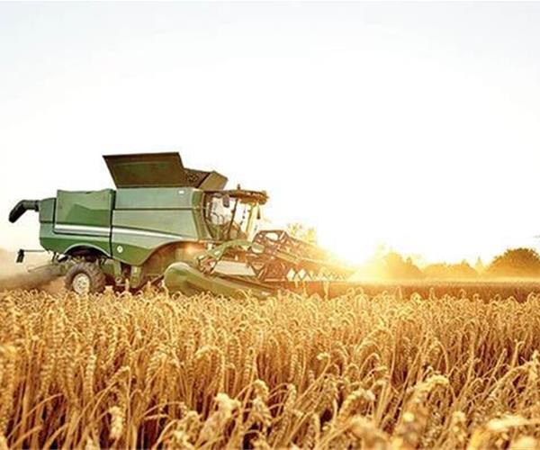 کشت هوشمند گندم